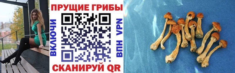 наркота  Бакал  Галлюциногенные грибы GOLDEN TEACHER 